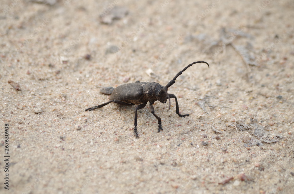 beetle on stone beetle on stone