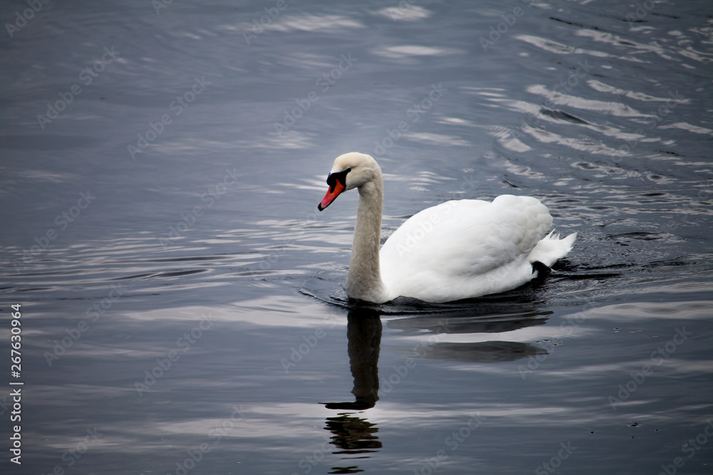 Fototapeta premium Cisne