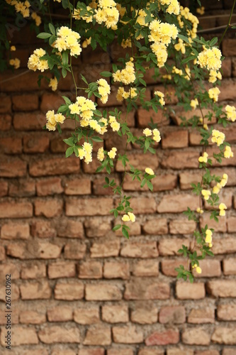 Gelbe Blumen vor dem Szene und ein Wand im Hintergrund