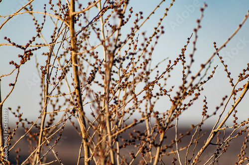 Young buds on thin twigs of small trees and shrubs, in the spring in the sunset sun in warm yellow and orange tones. Simple vegetation of the Rostov region.