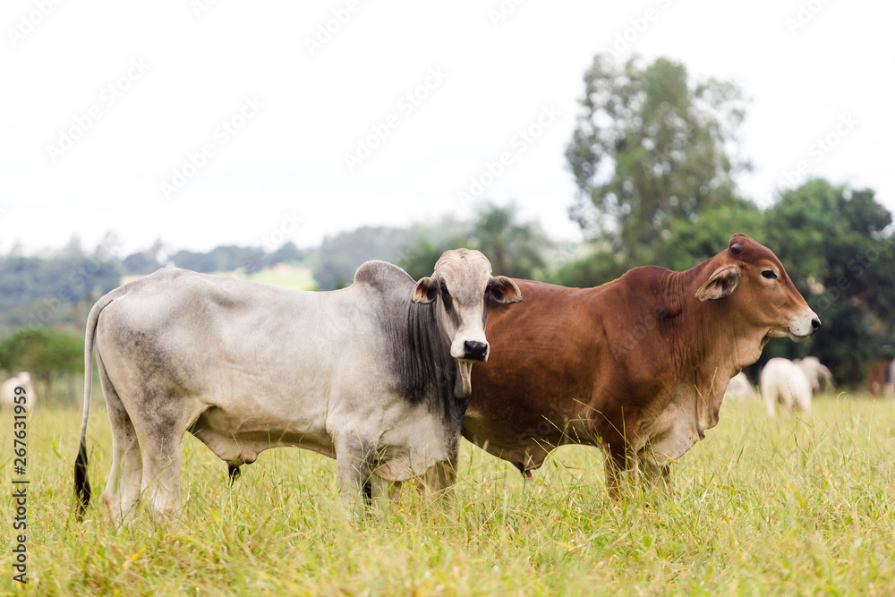 Cattle in farm of Brazil. Cattle breeding (cattle breeding) is part of the country's economy Cattle in farm of Brazil. Cattle breeding (cattle breeding) is part of the country's economy