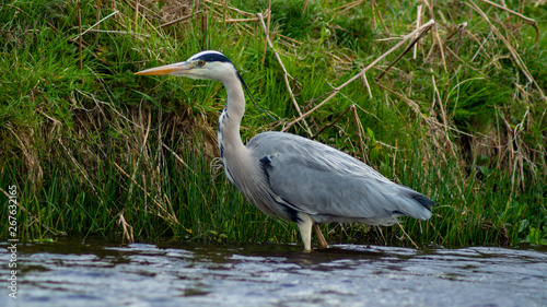 Large Grey Heron, Ardeidae, Single Bird Close Up, eyeline low angle view, searching for food on riverbank
