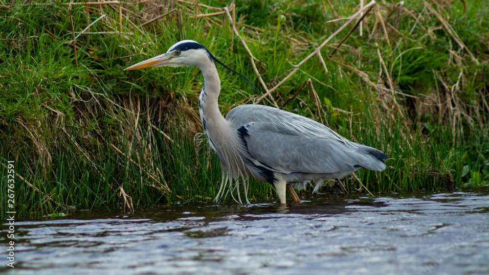 Fototapeta premium Large Grey Heron, Ardeidae, Single Bird Close Up, eyeline low angle view, searcing for food on riverbank