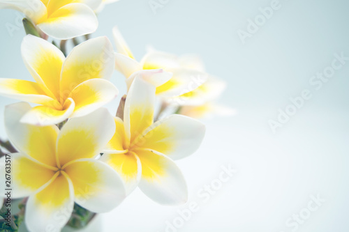 Champa  yellow flower isolated
