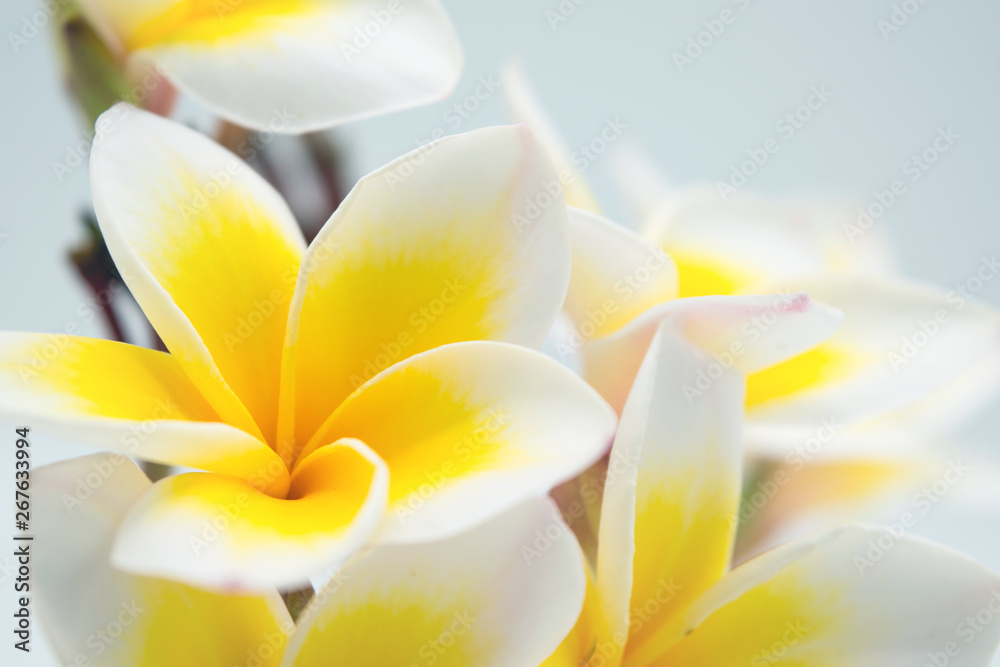 Obraz premium Champa, yellow flower isolated