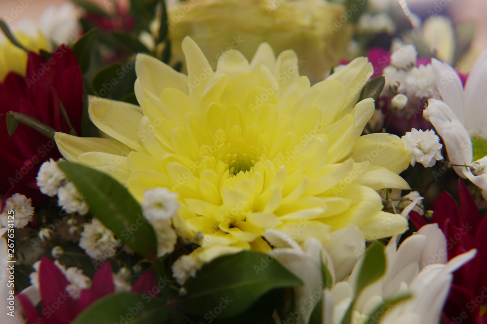 A bright bouquet of gerberas and chrysanthemums entwined with green sprigs of pistachio tree. A bright bouquet of gerberas and chrysanthemums entwined with green sprigs of pistachio tree.