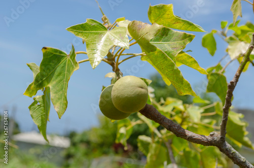 Candlenut On Branch