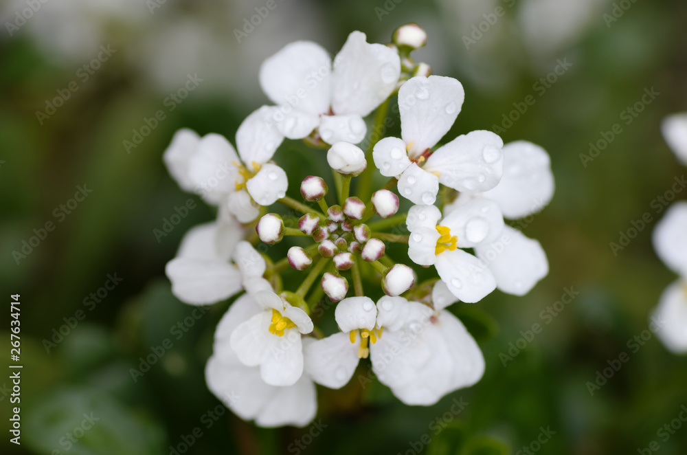 Fleur mouillée Fleur mouillée