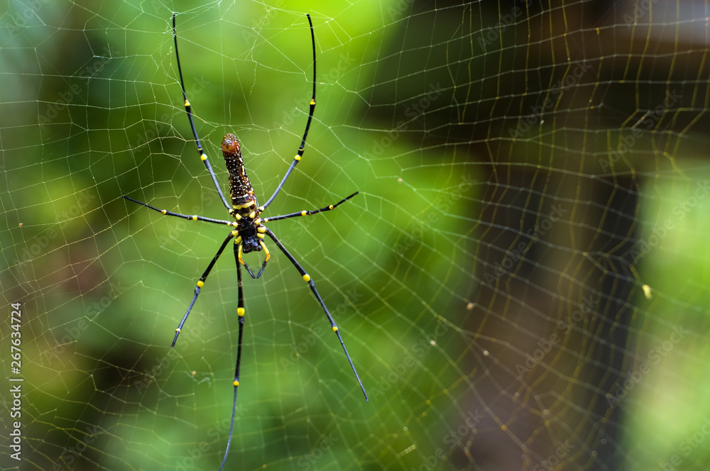 Closeup of A black and yellow colour spider with natural background with orange lighting effect and bokeh. Closeup of A black and yellow colour spider with natural background with orange lighting effect and bokeh.