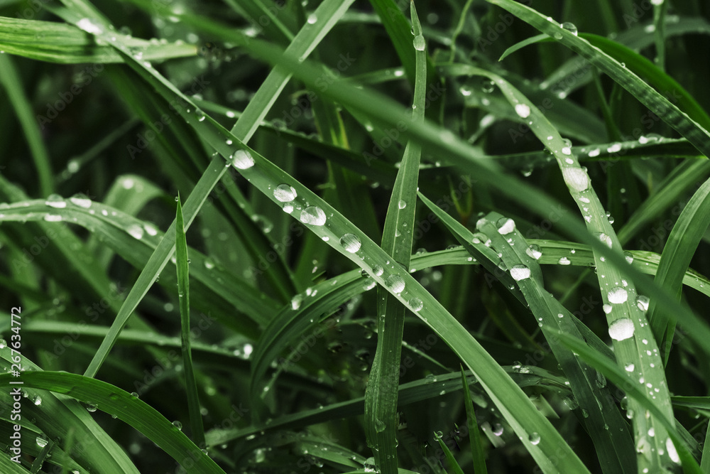 Naklejka premium green grass with dew, close up.
