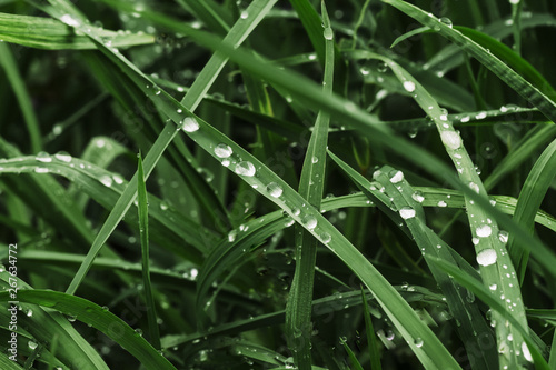 green grass with dew, close up.