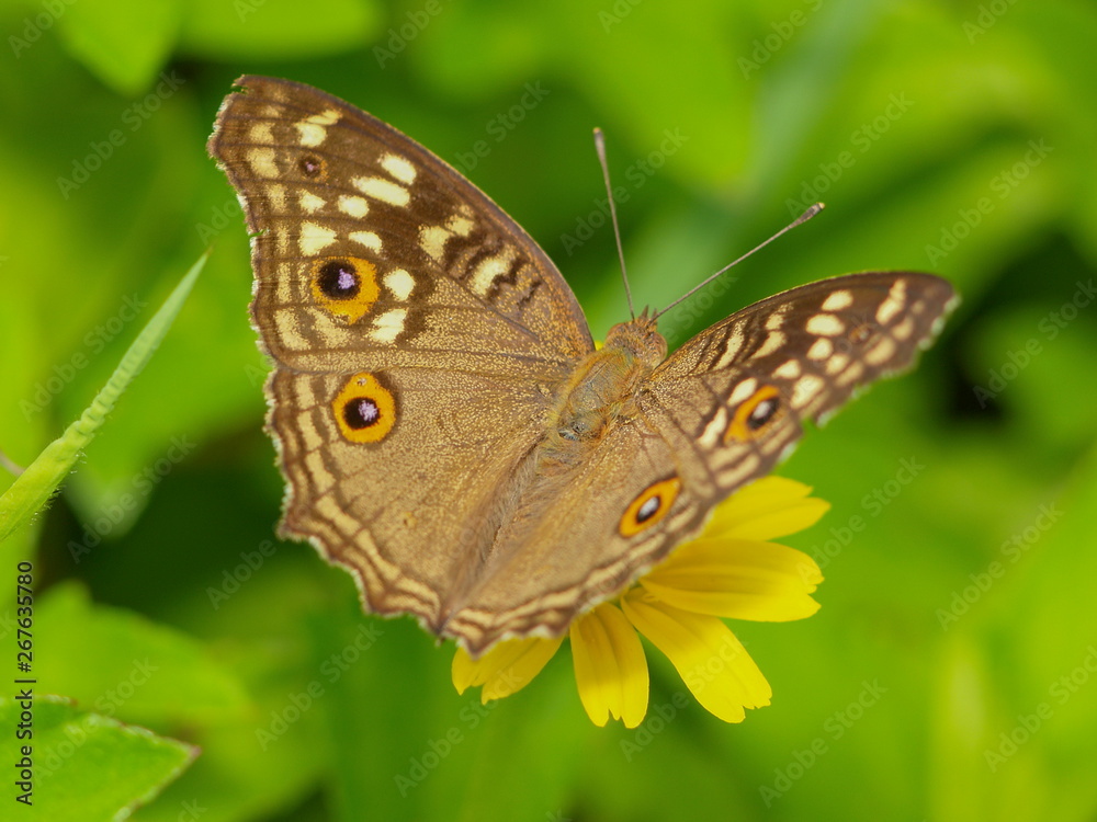 a Lemon pansy (Junonia lemonias) common nymphalid butterfly feeding on yellow flower with green nature blurred background. a Lemon pansy (Junonia lemonias) common nymphalid butterfly feeding on yellow flower with green nature blurred background.