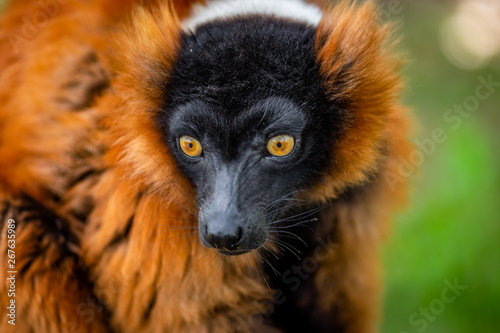 Portrait of a ruffed lemur, rare and interesting animal