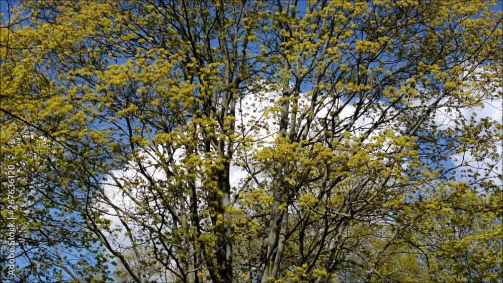 Spring Impressions from the surroundings of Plötzensee near National Park (Volkspark) Rehberge in Berlin-Wedding from April 29, 2016, Germany Spring Impressions from the surroundings of Plötzensee near National Park (Volkspark) Rehberge in Berlin-Wedding from April 29, 2016, Germany
