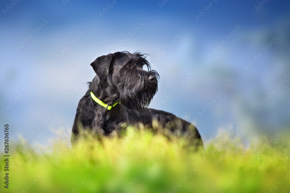 Giant schnauzer dog portrait against dramatic blue sky Giant schnauzer dog portrait against dramatic blue sky
