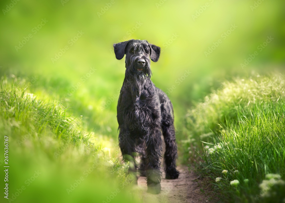custom made wallpaper toronto digitalGiant schnauzer dog standing on green park