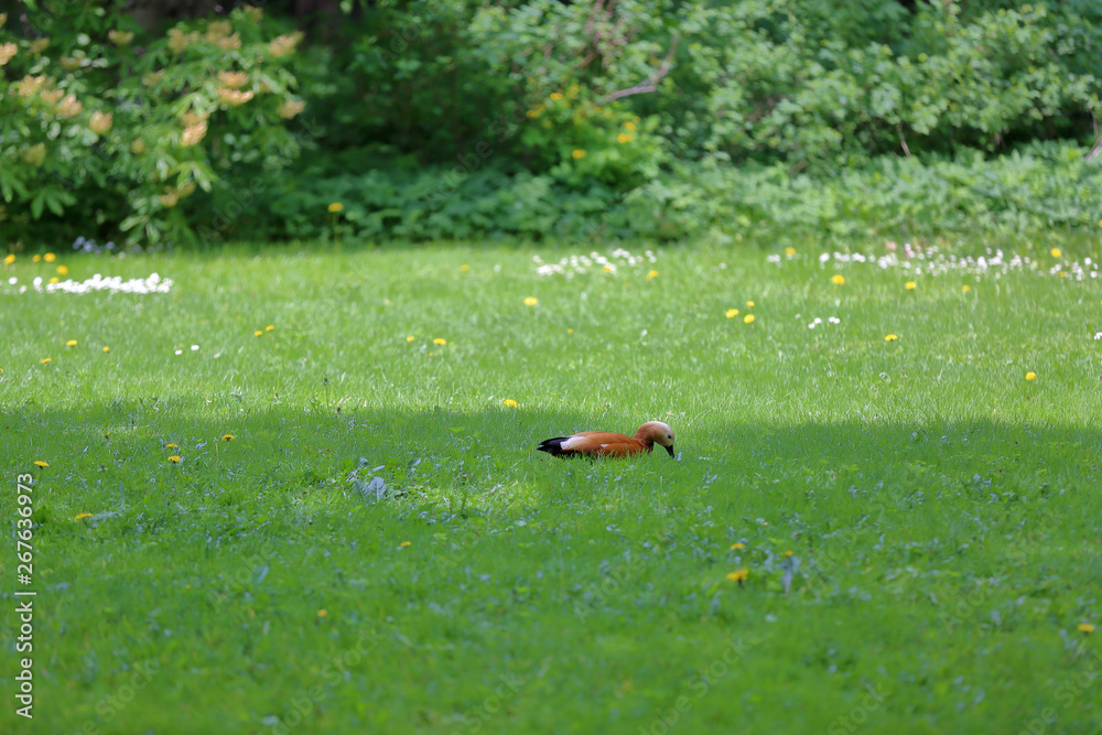 Brown-white adult female duck on a green lawn Brown-white adult female duck on a green lawn