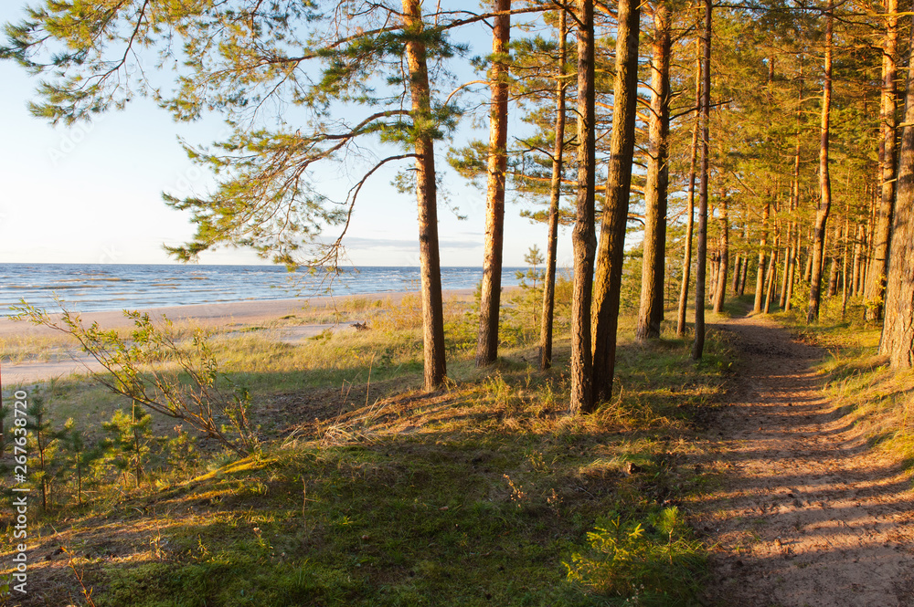 Fototapeta premium Beach trees at the balticsea
