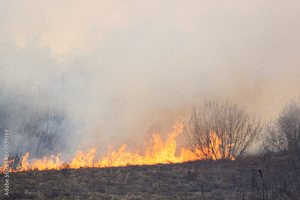 Forest fire spreading through the field of dry grass and bushes
