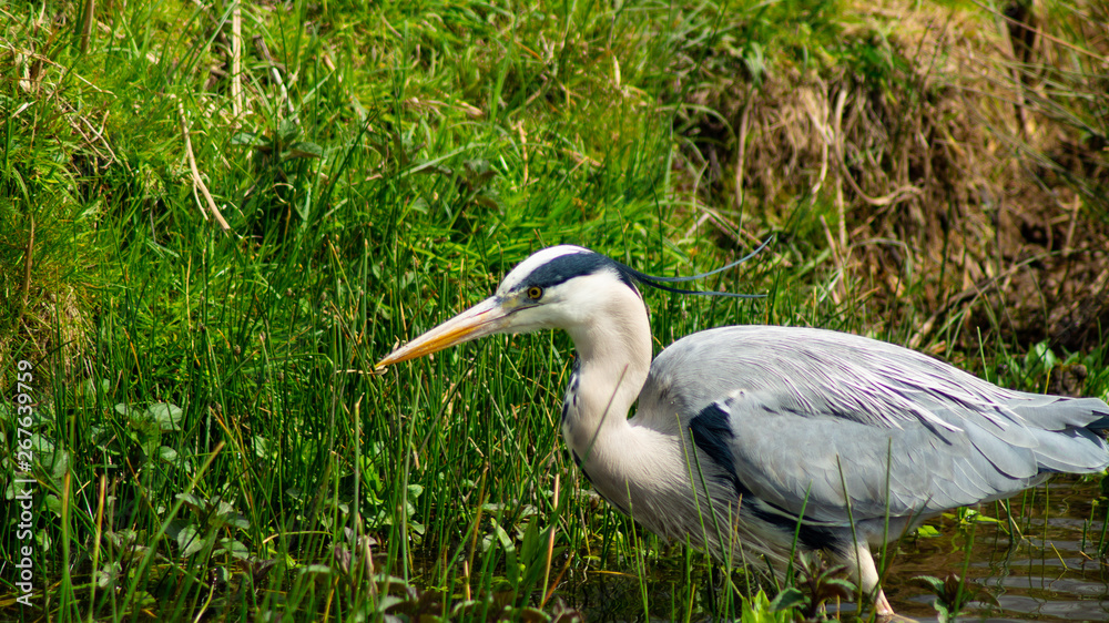 Fototapeta premium Large Grey Heron, Ardeidae, Single Bird Close Up, eyeline low angle view, searcing for food on riverbank