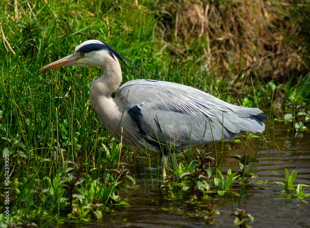 Large Grey Heron, Ardeidae, Single Bird Close Up, eyeline water level low angle view, searching for food on riverbank Large Grey Heron, Ardeidae, Single Bird Close Up, eyeline water level low angle view, searching for food on riverbank