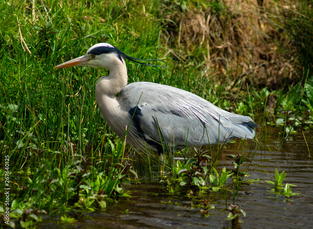 Large Grey Heron, Ardeidae, Single Bird Close Up, eyeline low angle view, searcing for food on riverbank Large Grey Heron, Ardeidae, Single Bird Close Up, eyeline low angle view, searcing for food on riverbank