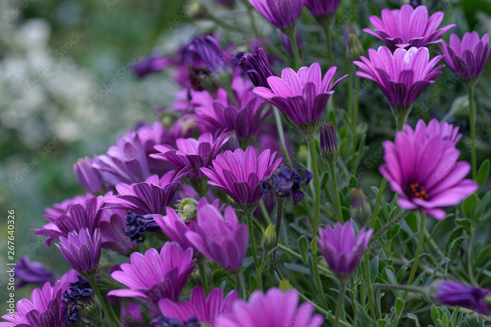 fleurs violettes fleurs violettes