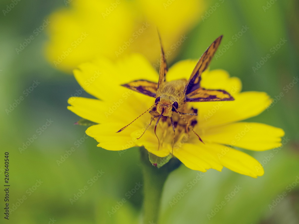 Potanthus ganda Butterfly (The Ganda Dart) resting on pollen of Sphagneticola trilobata yellow flower with green nature blurred background.. Potanthus ganda Butterfly (The Ganda Dart) resting on pollen of Sphagneticola trilobata yellow flower with green nature blurred background..