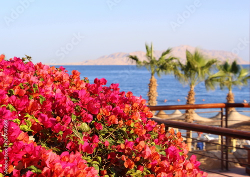  Delicate flowers in the summer in Egypt. Beautiful landscapes. Postcards of summer nature. Sea and sun. Love the sea and flowers.