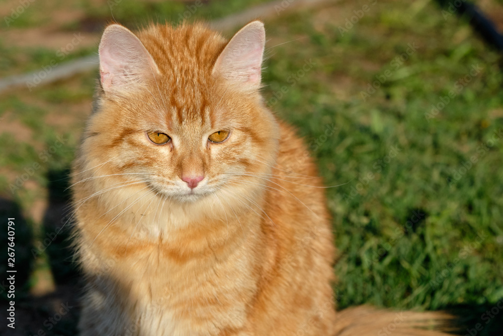 portrait of red cat sitting on the green grass on the bright sun