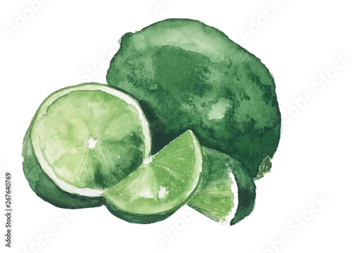 Watercolor green lime slices on the white background, hand drawn sketch
