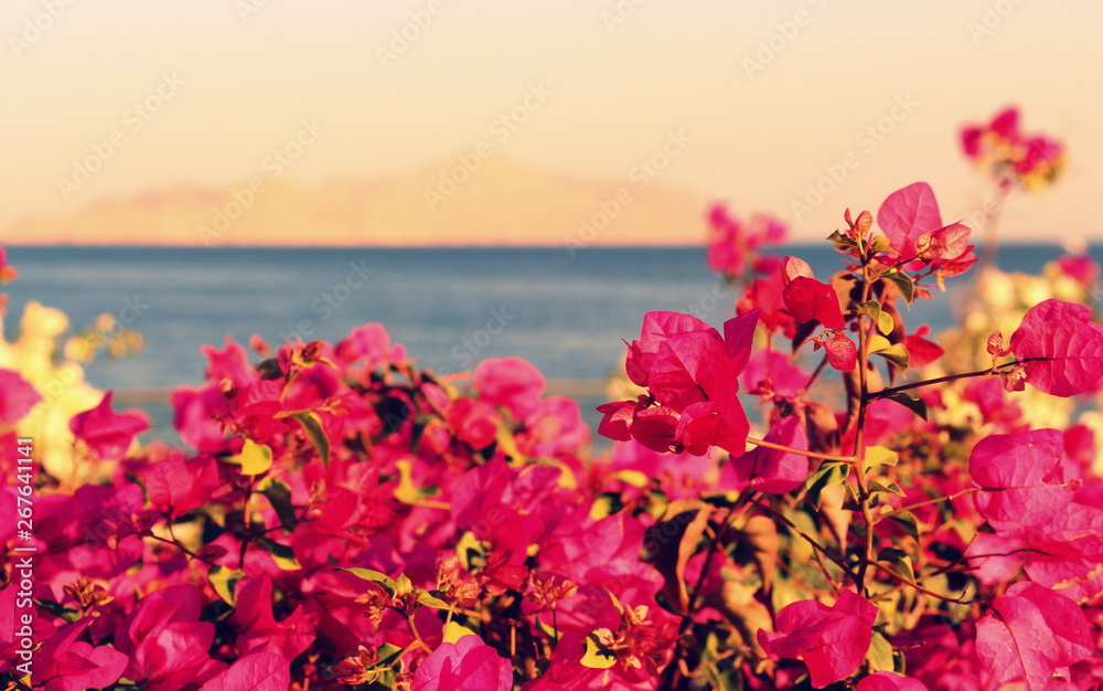 Delicate flowers in the summer in Egypt. Beautiful landscapes. Postcards of summer nature. Sea and sun. Love the sea and flowers. Delicate flowers in the summer in Egypt. Beautiful landscapes. Postcards of summer nature. Sea and sun. Love the sea and flowers.