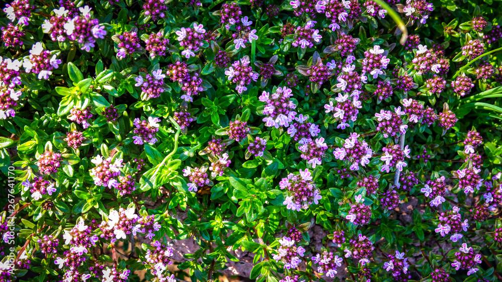 Fototapeta premium Pflanzen im eigenen Garten im Wachstum