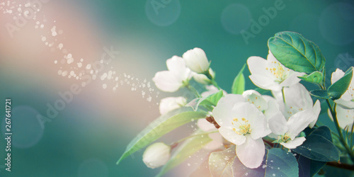 Gorgeous background with blooming apple tree