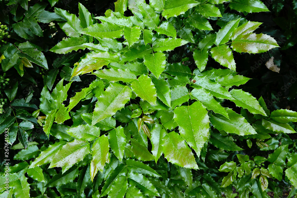 Nature green leaves. Foliage background. Fresh, juicy colours. Nature green leaves. Foliage background. Fresh, juicy colours.