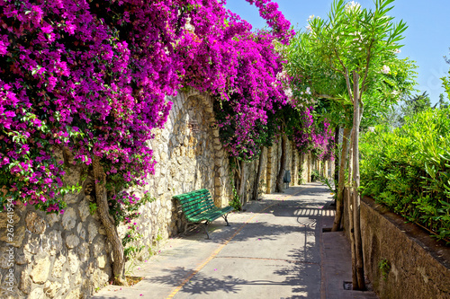 Vibrant purple flowers lining a walkway with bench on the beautiful island of Capri, Italy photo