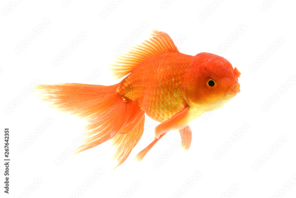 Goldfish carassius auratus white background
