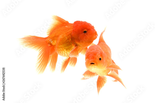 Goldfish carassius auratus white background