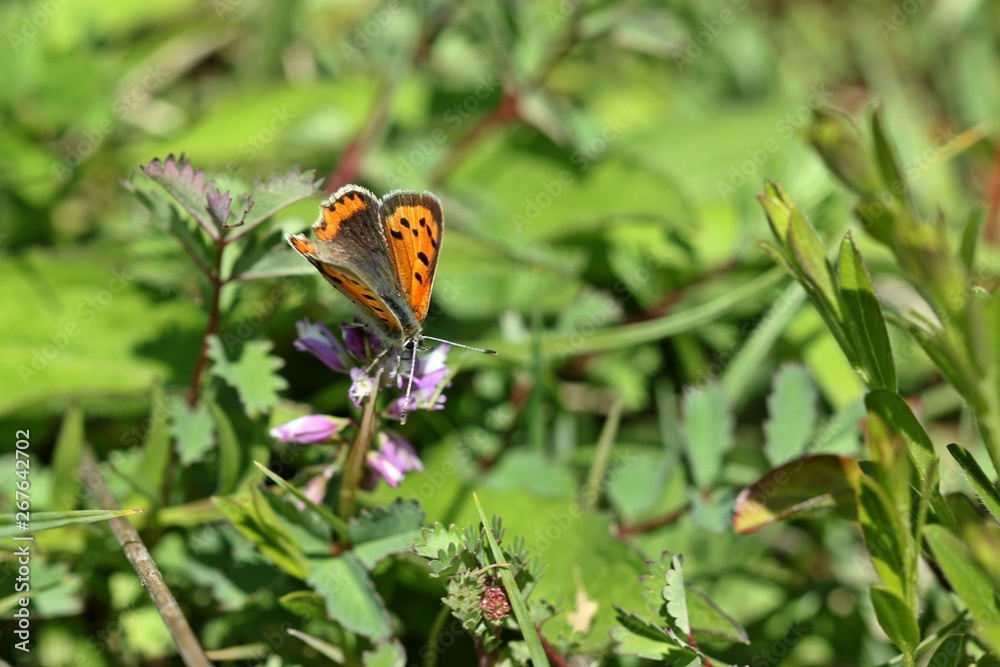 Kleiner Feuerfalter (Lycaena phlaeas) auf Kreuzblume Kleiner Feuerfalter (Lycaena phlaeas) auf Kreuzblume