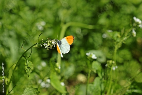 Männlicher Aurorafalter (Anthocharis cardamines) an Knoblauchsrauke (Alliaria petiolata) photo