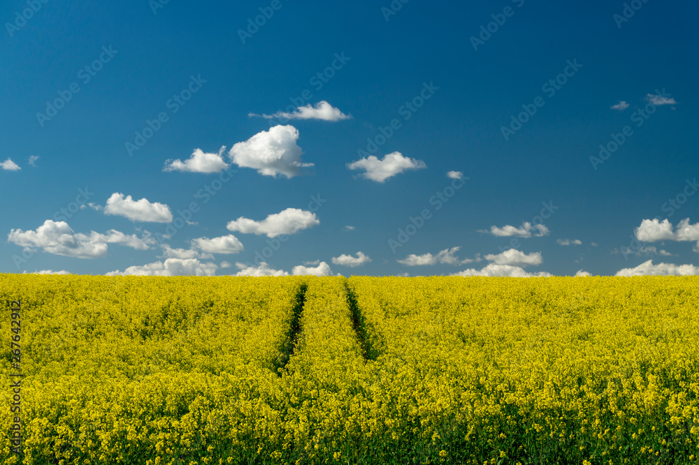 Obraz premium Flowering field of bright yellow rapeseed or colza
