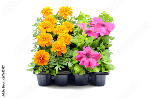 Tagetes and petunia flower tray box on white isolated background