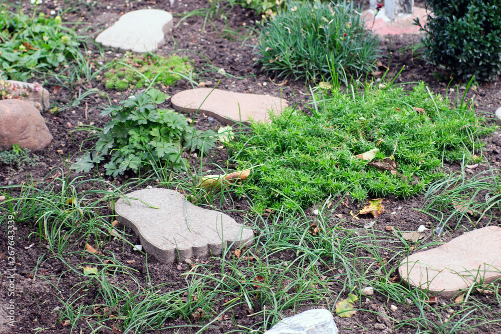 Fototapeta premium rake in the grass