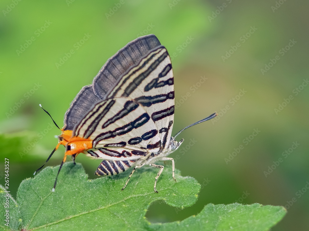 Club Silverline or Spindasis syama terana with black stripes tail orange resting on green leaf with green nature blurred background. Club Silverline or Spindasis syama terana with black stripes tail orange resting on green leaf with green nature blurred background.