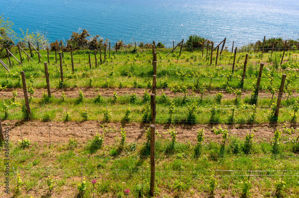 Vineyard at the top of the hill with vines growing in rows, at the beginning of spring on the Ligurian Sea coast, in Cinque Terre, Italy.
