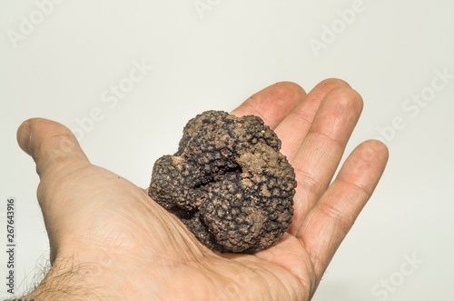 Specimen of black truffle in the foreground photo