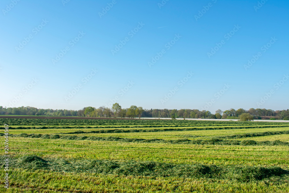 Obraz premium Frisch gemähte Wiese mit schönem blauem Himmel. Standort: Deutschland, Nordrhein - Westfalen, Borken
