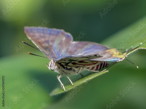 Close-up side of Long Banded Silverline (Spindasis lohita senama) white butterfly with red stripes perching on green leaf with green nature blurred background. photo
