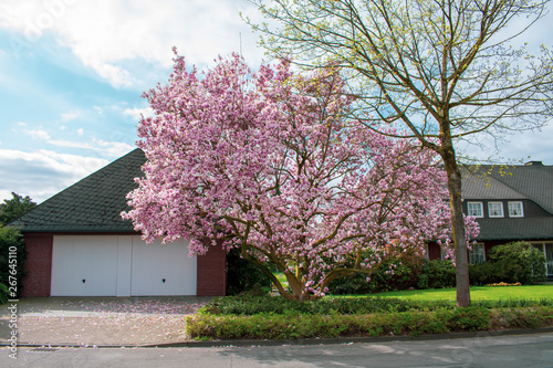 Kirschblüten Baum im Garten bei Sonnenschein. Standort: Deutschland, Nordrhein - Westfalen, Borken © Stefanie
