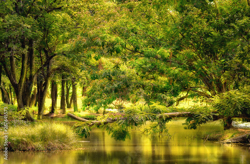 Beautiful light through the fields of trees in the forest, golden shadows, forest and stream impacts. Yellow gold tone image